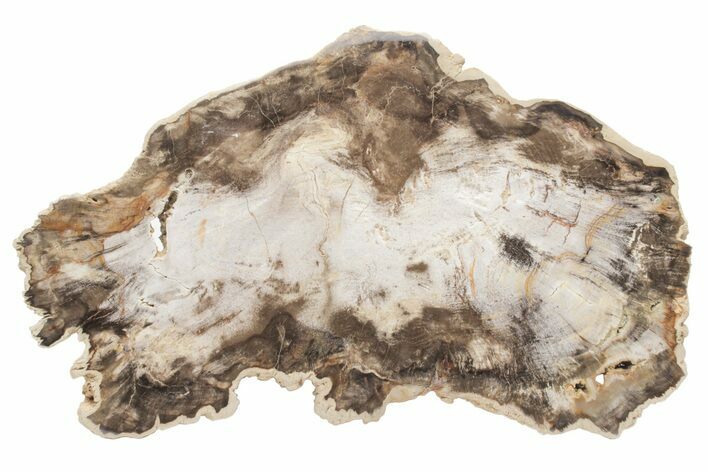 Petrified Wood (Beech) Slab - Deschutes River, Oregon #219328